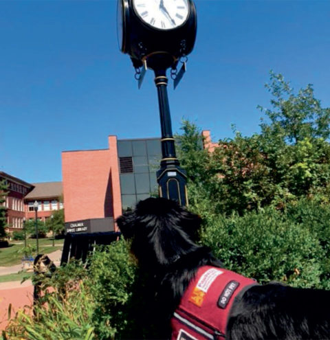 Sully is a service dog on the UW-River Falls campus.