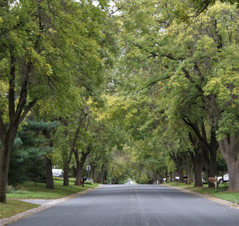 Wasson Lane trees