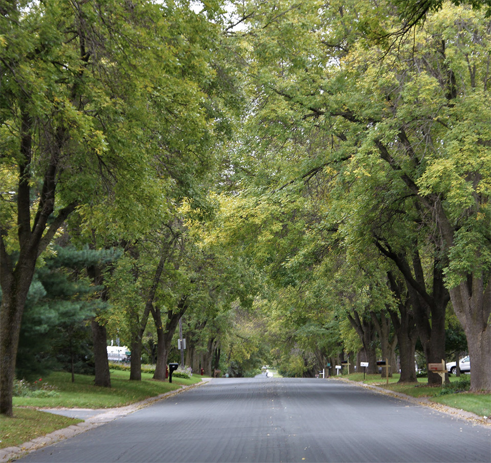 Wasson Lane trees